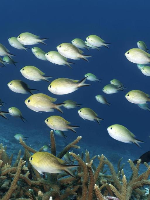 Ein Schwarm Schwalbenschwänze (Chromis amboinensis) im Indischen Ozean, Malediven.