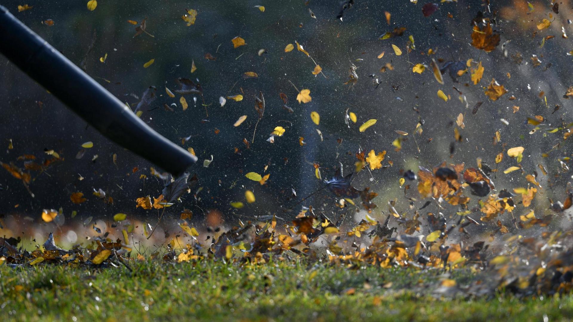 Laubbläser bläst Herbstlaub