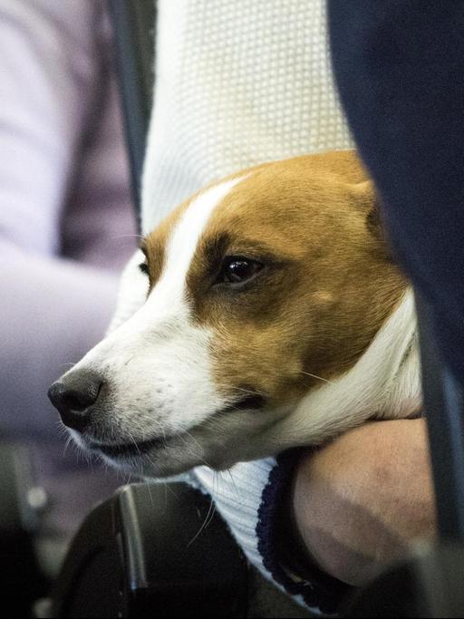 Ein Hund auf einem Sitz im Flugzeug