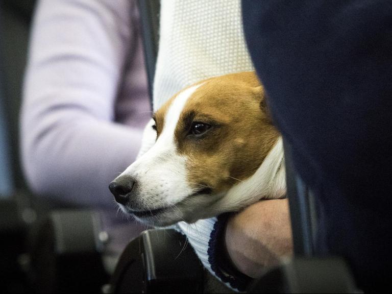Ein Hund auf einem Sitz im Flugzeug