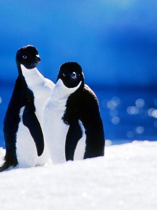 Zwei Pinguine sitzen nebeneinander im Schnee der Antarktis