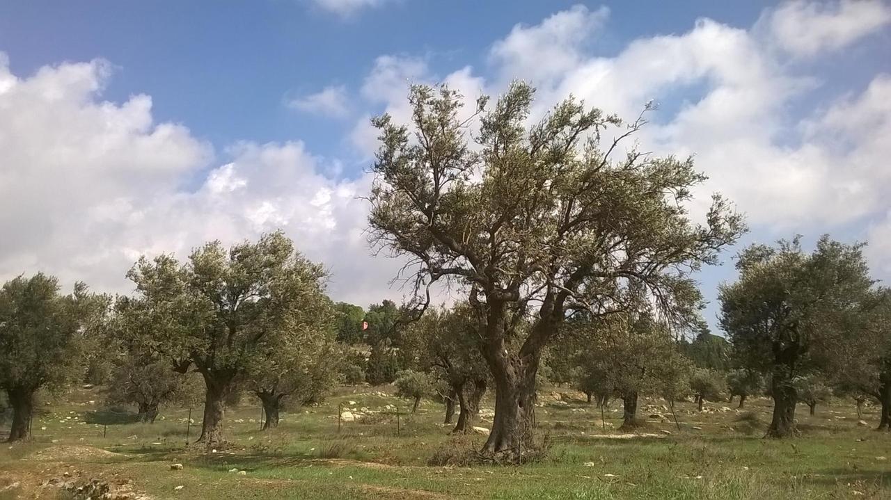Die uralten Olivenbäume im Carmel-Gebirge 