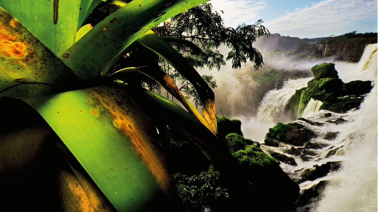 Ein lebhafter Regenwald umgibt die Iguazú-Wasserfälle an der Grenze zwischen Brasilien und Argentinien.