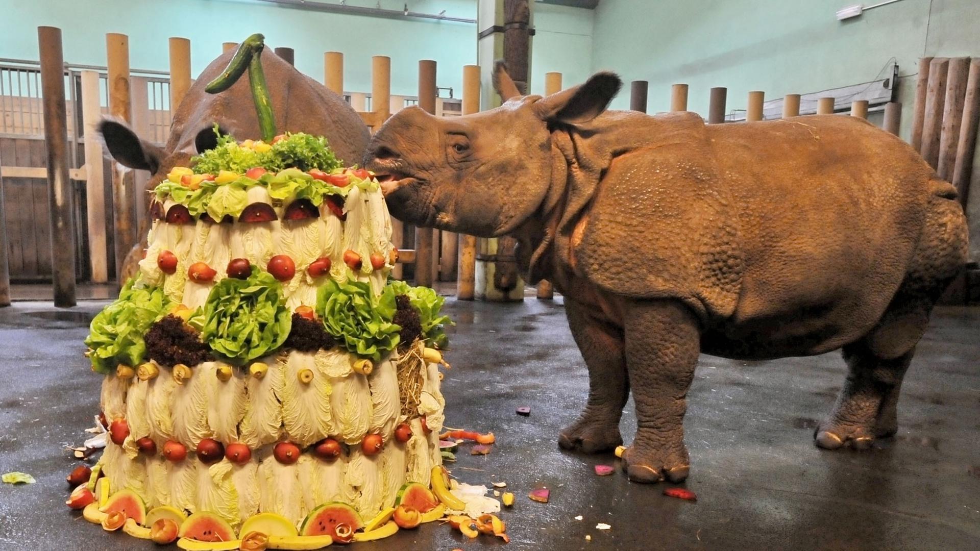 Was für eine tolle Rhinozeros-Spezial-Geburtstags-Torte.