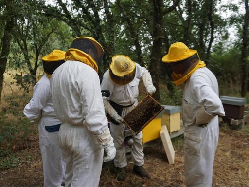 Mehrere Männer in Imkeranzugen und gelben Imkerhüten betrachten eine mit Waben gefülltes Brett aus einem Bienenkasten.