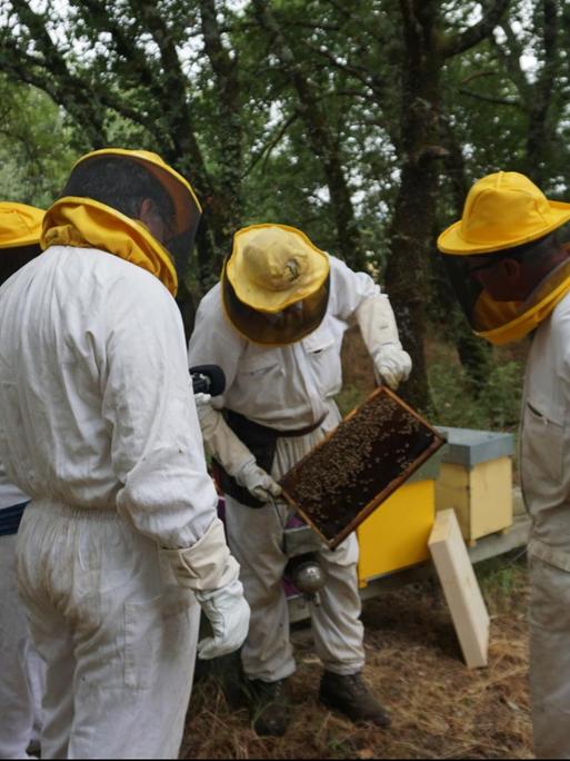 Mehrere Männer in Imkeranzugen und gelben Imkerhüten betrachten eine mit Waben gefülltes Brett aus einem Bienenkasten.