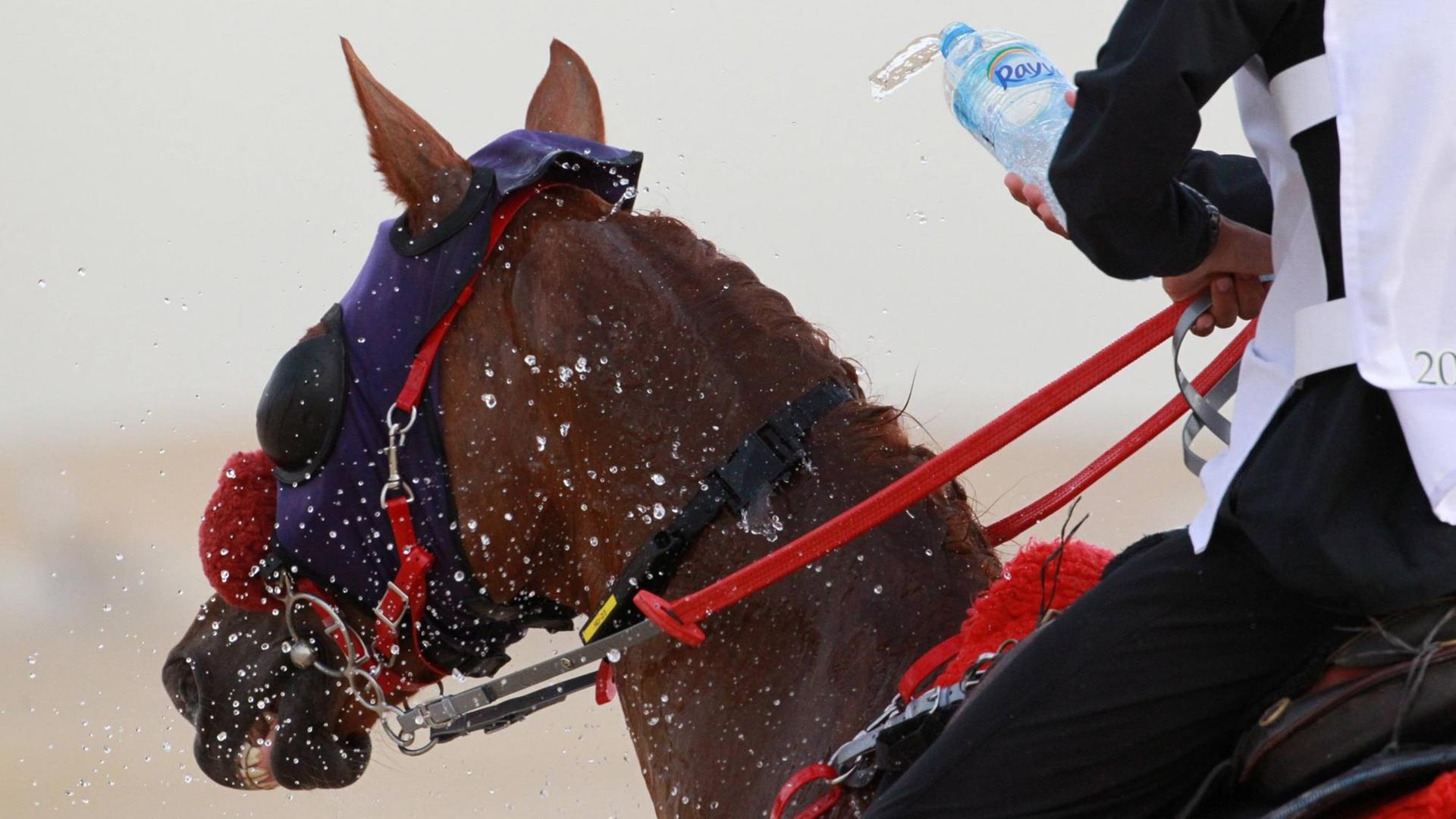Ein Distanzreiter in der Wueste kuehlt sein Pferd mit Wasser aus einer Flasche.