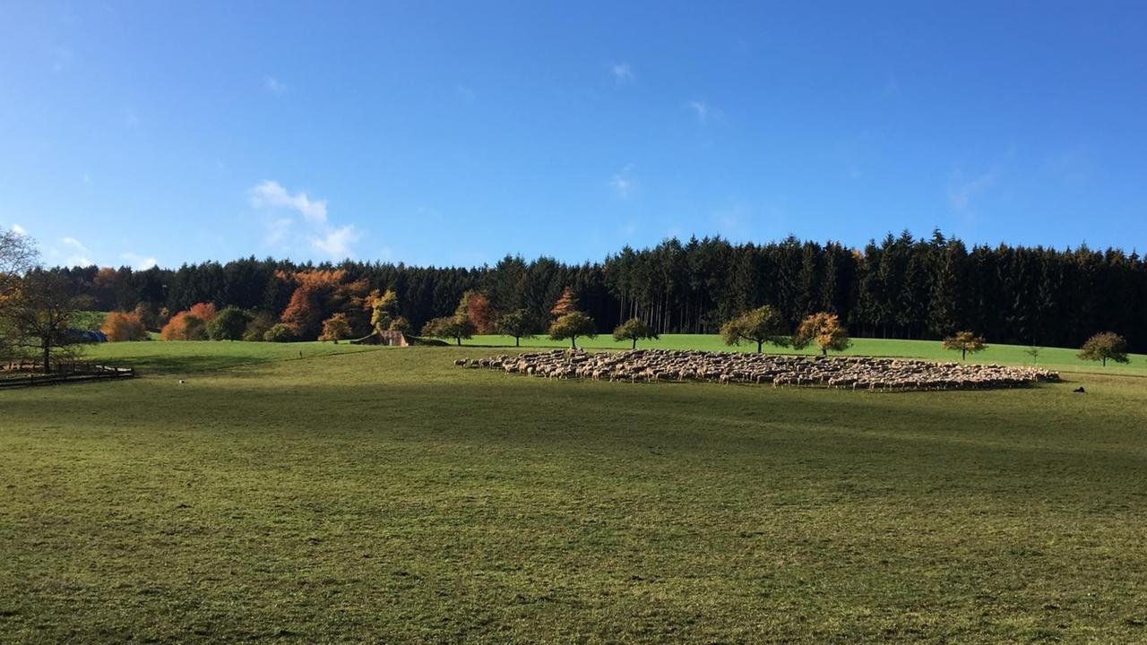 Eine Schafsherde auf einer großen grünen Wiese bei Oberzent, im Hintergrund Wald, der Himmel ist blau, die Sonne scheint.