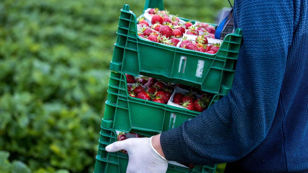 Ein Helfer trägt Kisten mit Erdbeeren