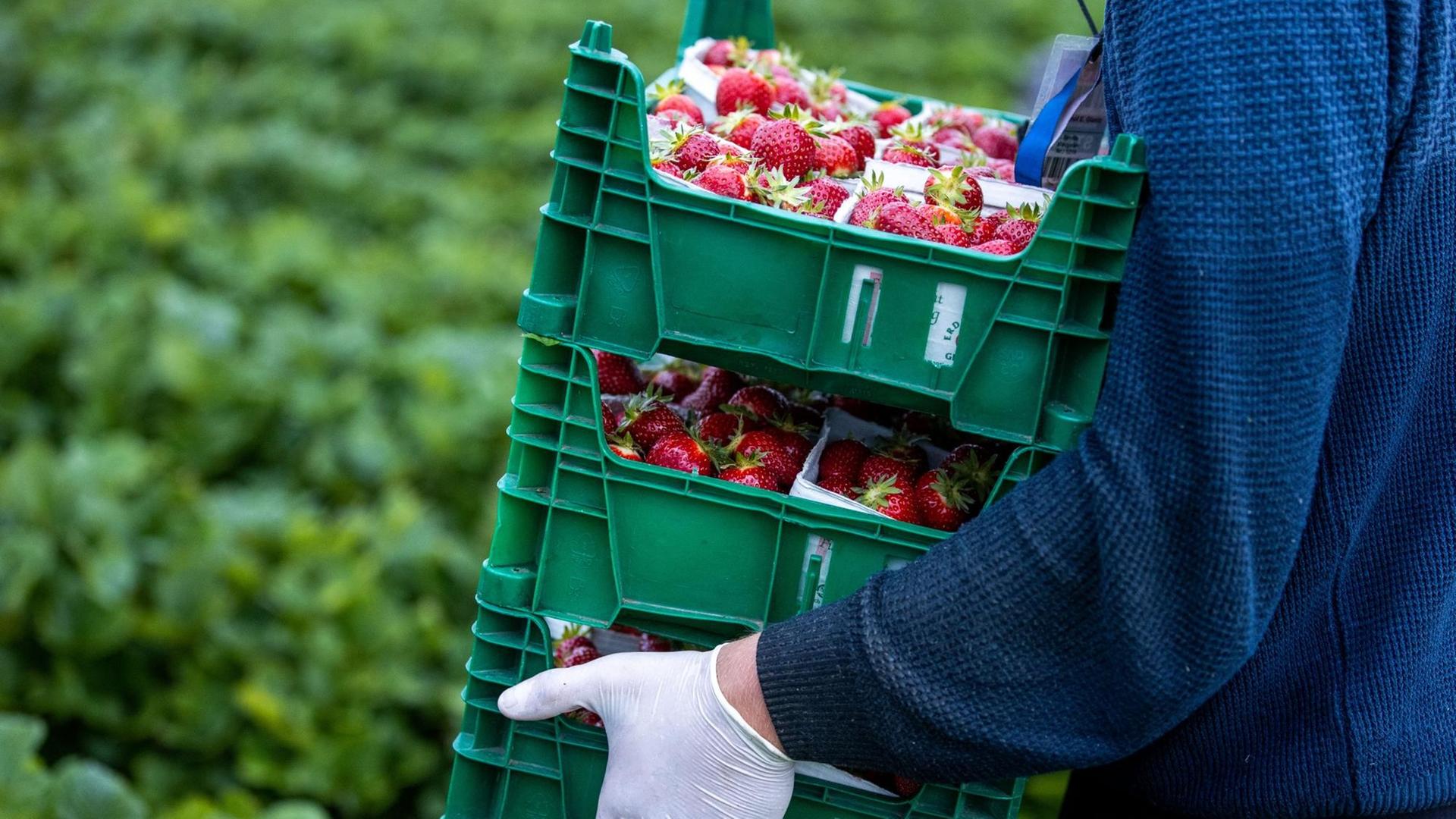 Ein Helfer trägt Kisten mit Erdbeeren Ein Helfer trägt Kisten mit Erdbeeren