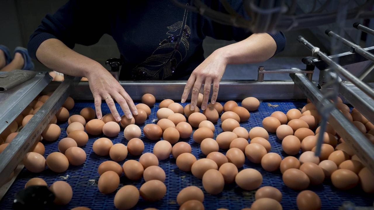 Eier-Sortierung auf einer Farm in Merksplas