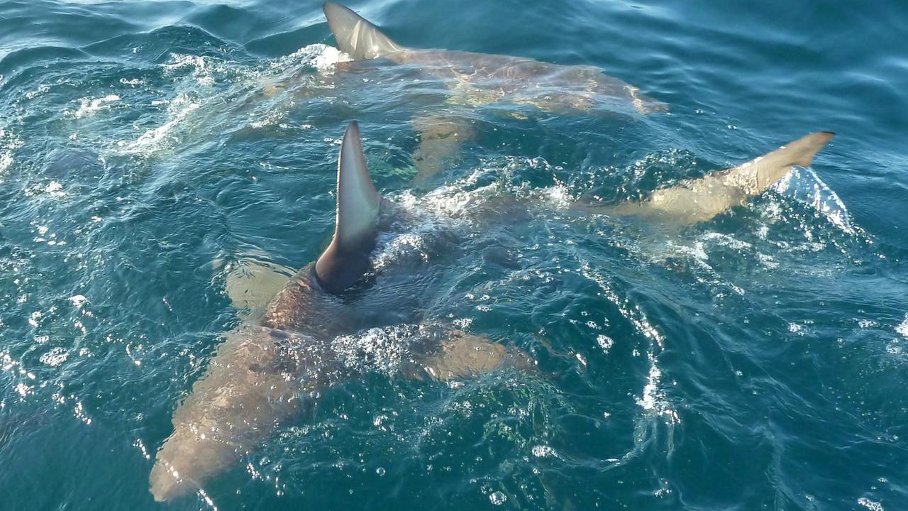 Schwarzspitzenhaie vor der Küste von Durban