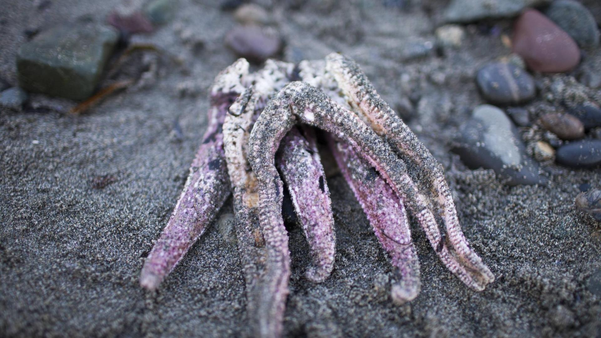 Ein toter, halb verfallener Seestern liegt auf grauem Sand