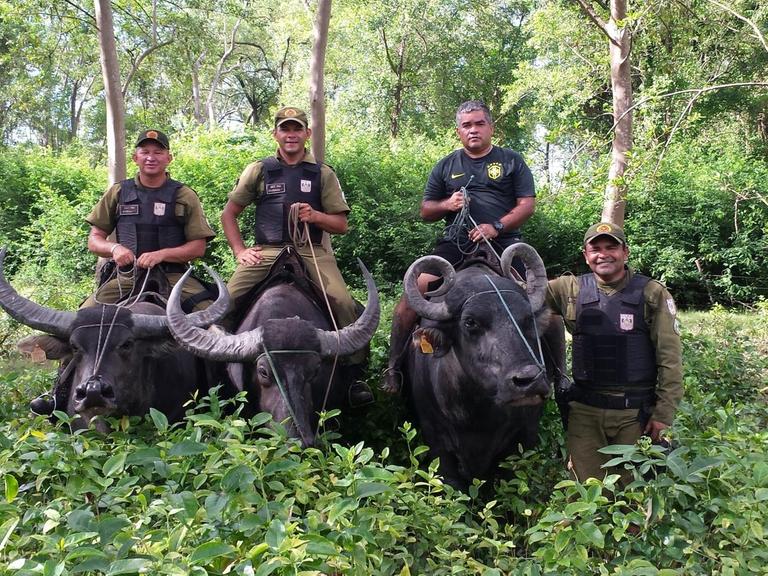 Vier Polizisten sitzen auf Büffeln in einem Sumpfgebiet