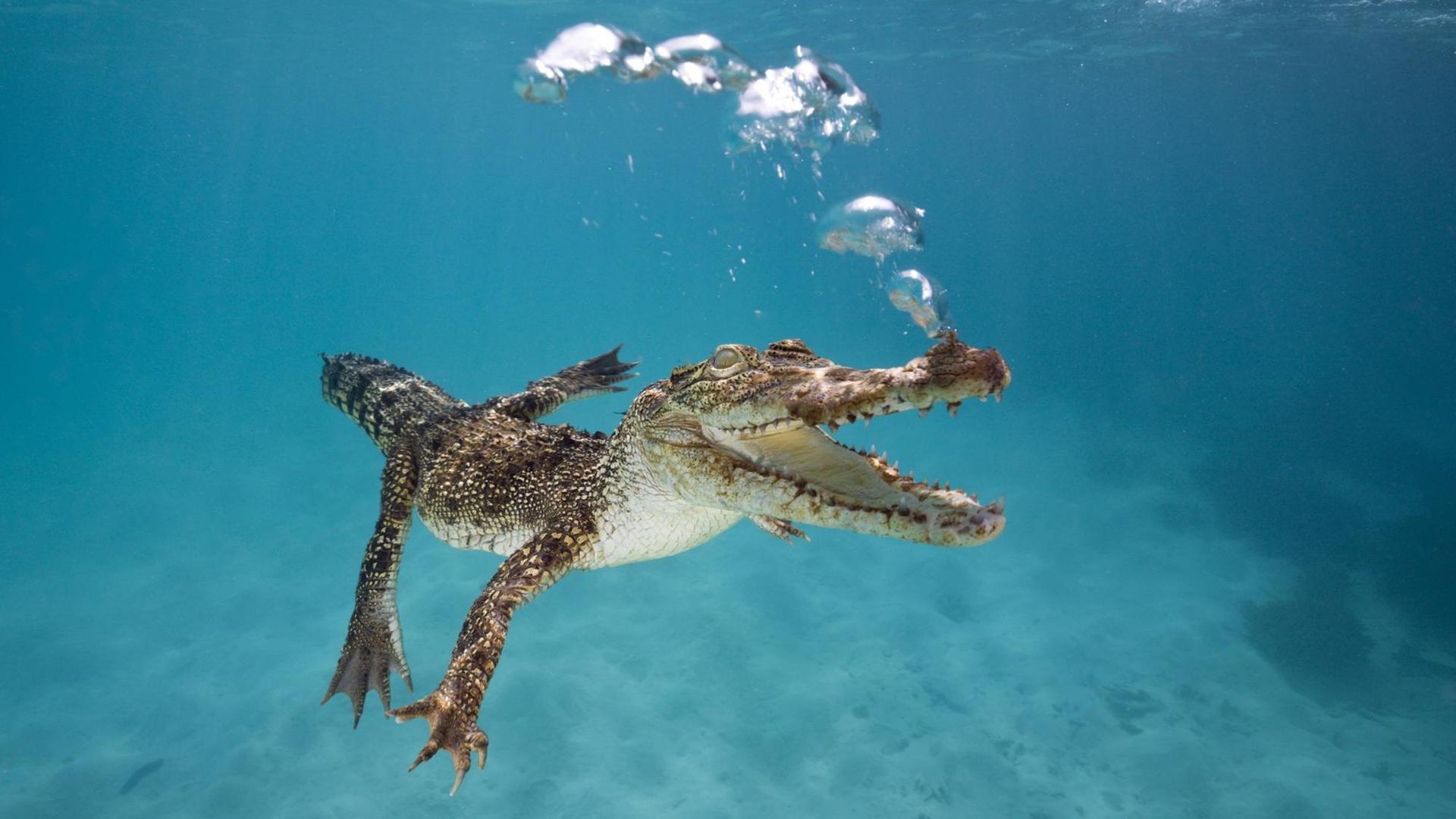 Ein Krokodil taucht unter Wasser.