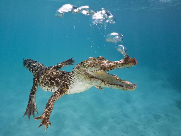 Ein Krokodil taucht unter Wasser.