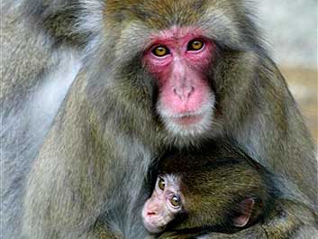 Makaken-Affen im Berliner Zoo