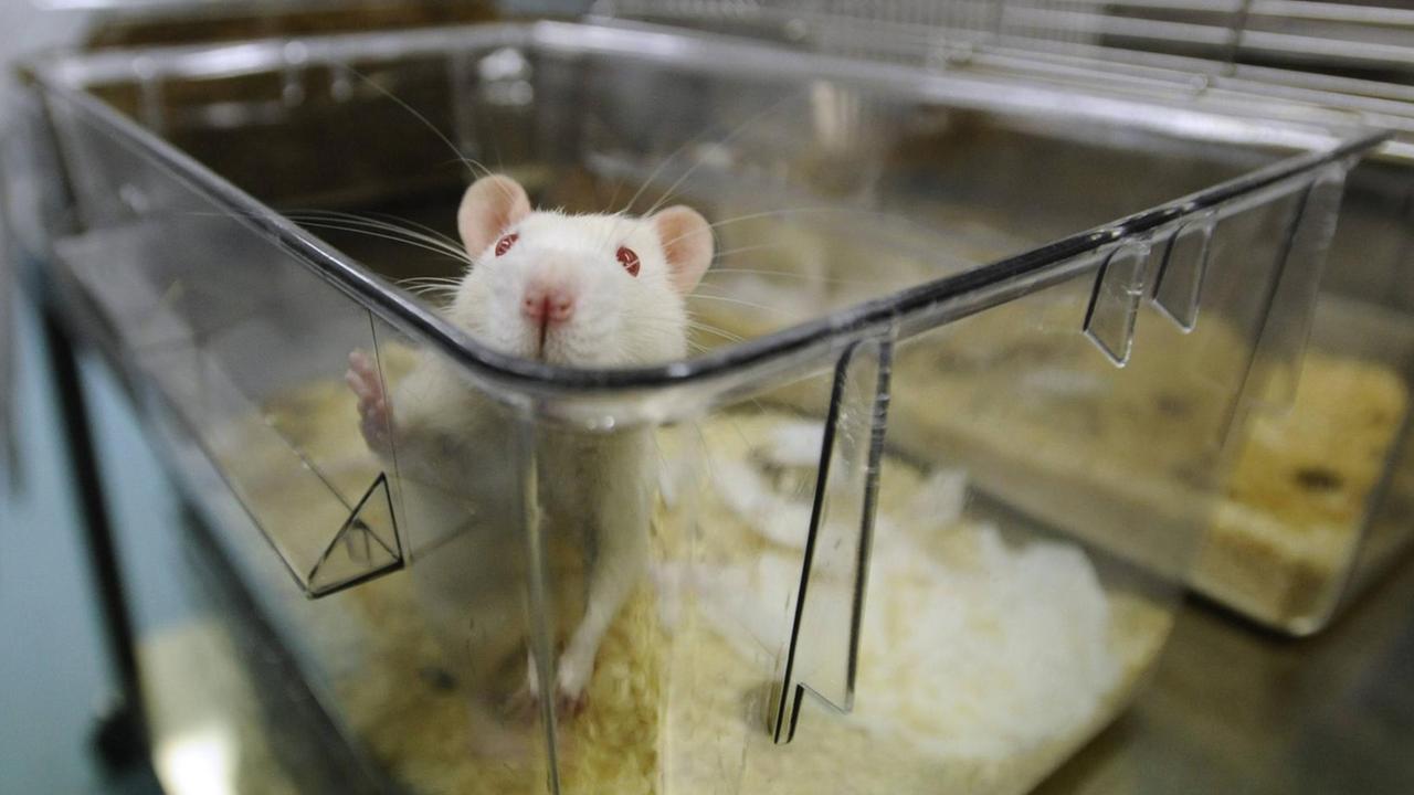 Eine Maus in einem Forschungslabor in Prag