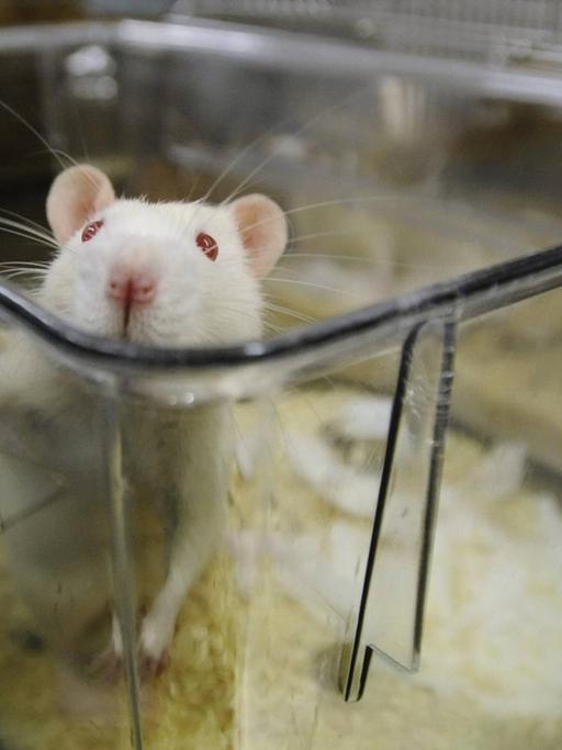 Gegner von Tierversuchen bezweifeln die Aussagekraft von Mäuse-Tests. 