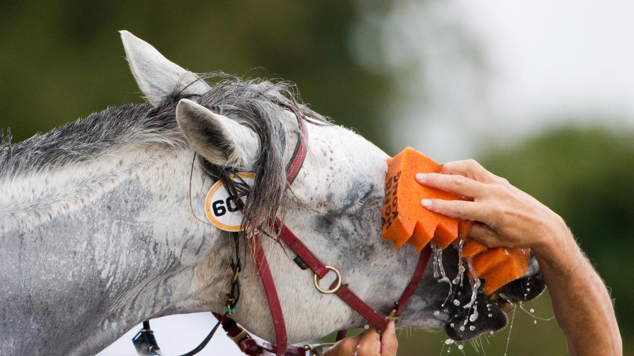 Ein Pferd wird nach dem Distanzreiten bei der Reit-WM 2014 in Caen mit einem Schwamm voller Wasser gekühlt.