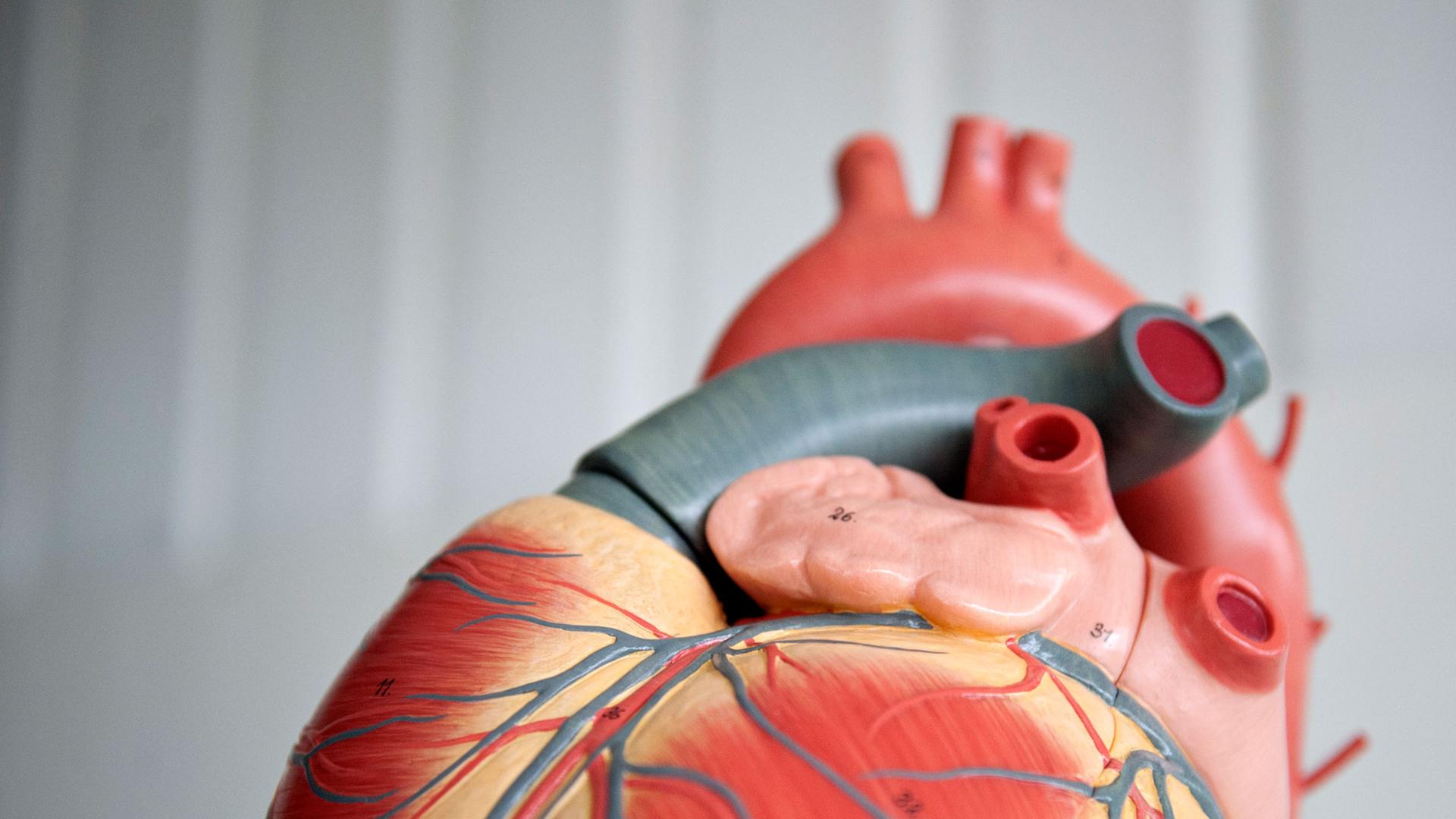 Das Anatomische Modell von einem menschlichen Herz, aufgenommen am 05.09.2012 in der Medizinischen Hochschule Hannover