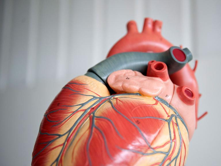 Das Anatomische Modell von einem menschlichen Herz, aufgenommen am 05.09.2012 in der Medizinischen Hochschule Hannover