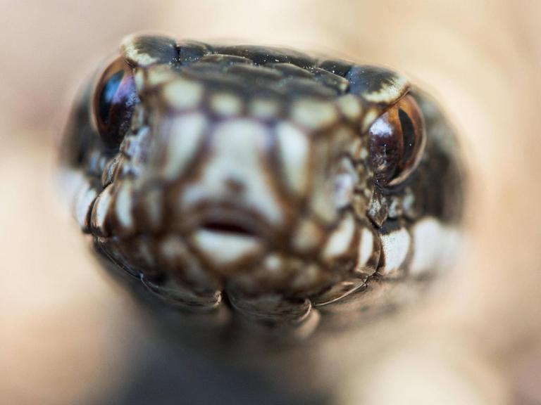 Nahaufnahme des Kopfes einer Kreuzotter (Vipera berus) vor unscharfem Hintergrund.