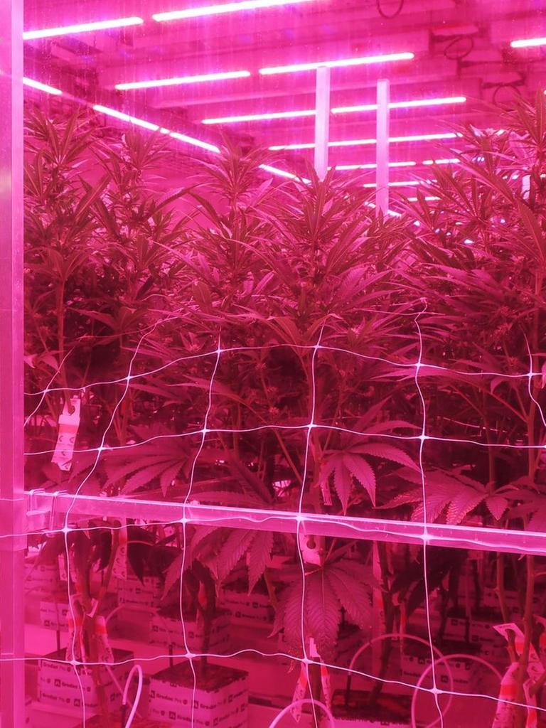 Eine Halle mit Cannabispflanzen unter rotem LED-Licht.