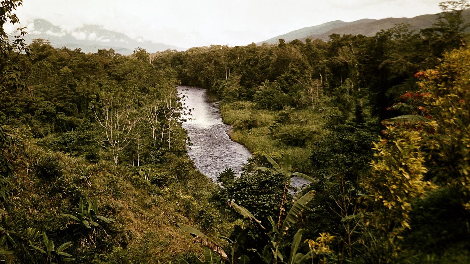 Urwald auf Papua-Neuguinea