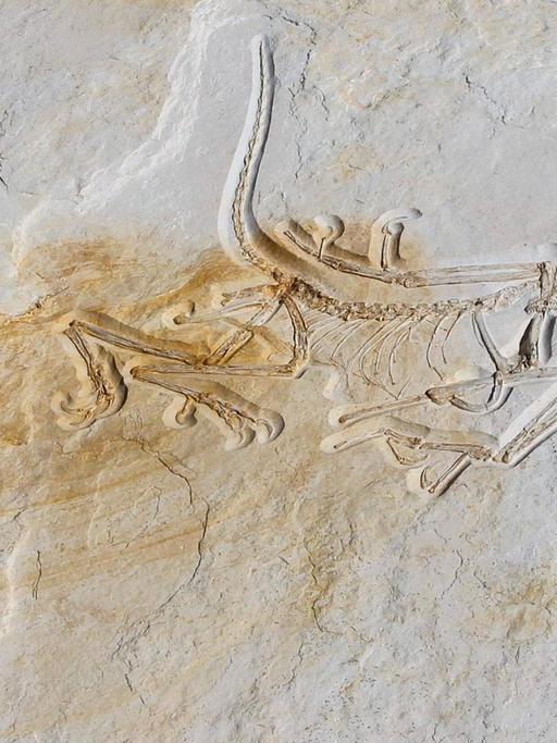 Das angeblich älteste Originalskelett eines Archaeopteryx