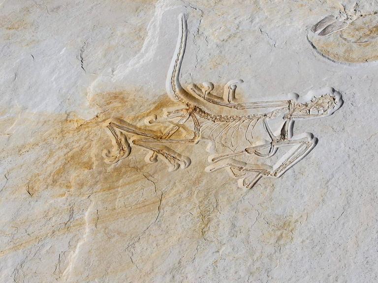 Das angeblich älteste Originalskelett eines Archaeopteryx