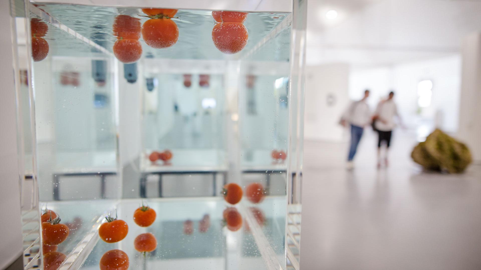 Tomaten schwimmen bei der 13. Triennale Kleinplastik in der Alten Kelter in Fellbach als Teil des Kunstwerkes "Something that Floats/Something that sinks" des Künstlers Shimabuku in einem Aquarium.