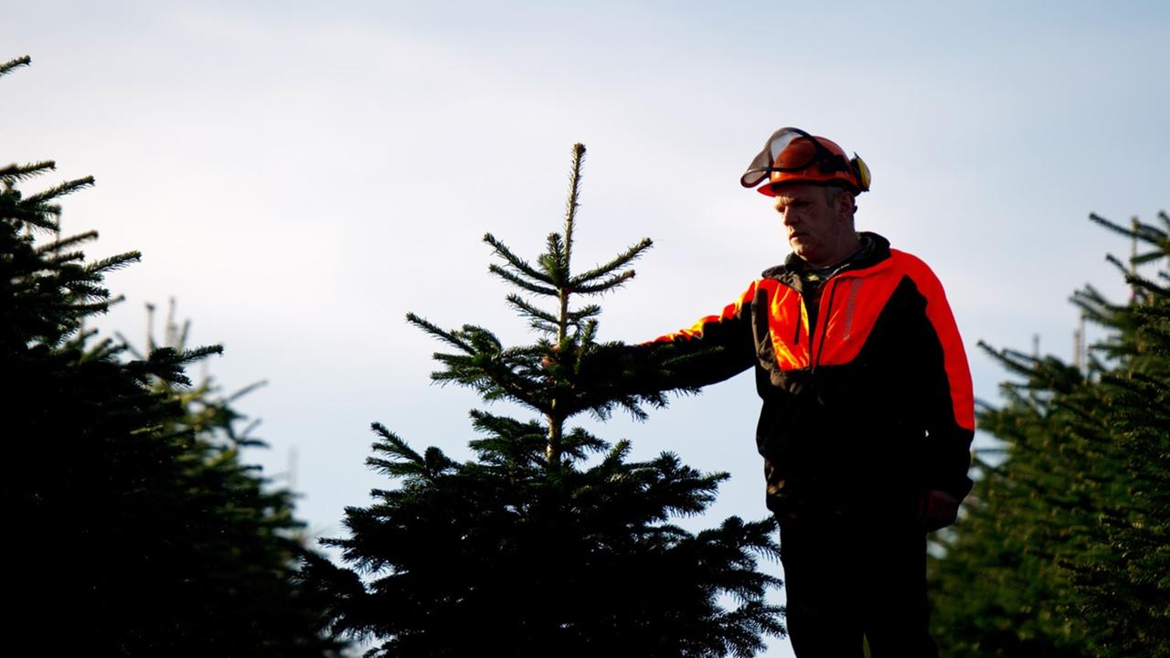 Forstwirt Jörg Greve begutachtet in Westensee (Schleswig-Holstein) während eines Pressetermins auf einer Plantage einen Weihnachtsbaum.