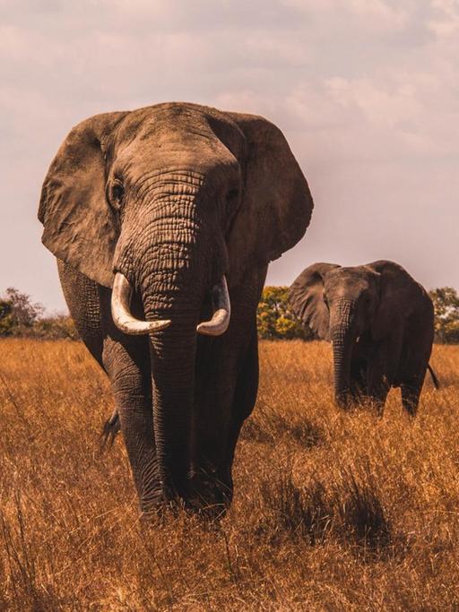 Ein majestätischer Elefantenbulle im Abendlicht in der afrikanischen Savanne. Im Hintergrund ist noch ein zweiter Elefant und in der Ferne eine Hügelkette zu sehen.