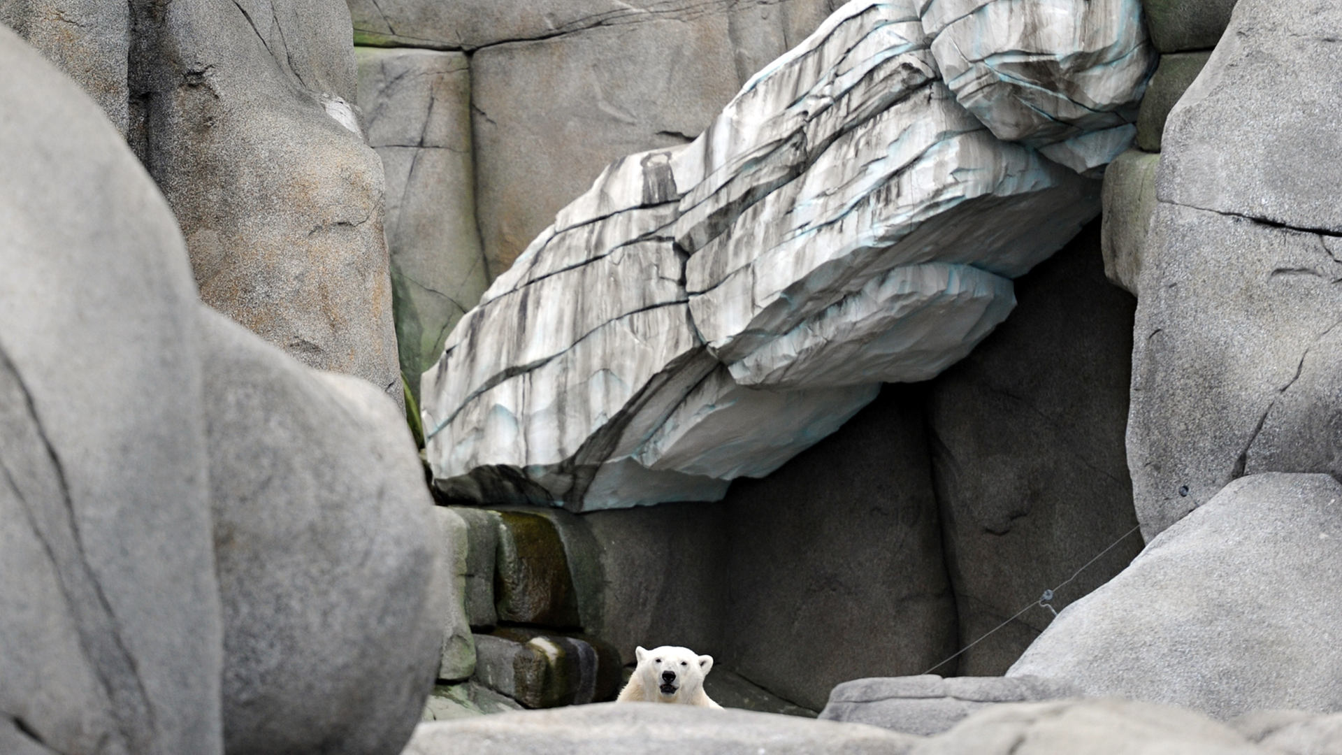 Ein Eis-Bär in einem Zoo.