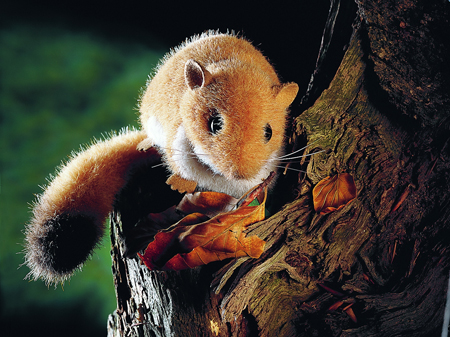 Lebensecht wirken die Plüsch-Eichhörnchen der Kösener Spielzeugmanufaktur