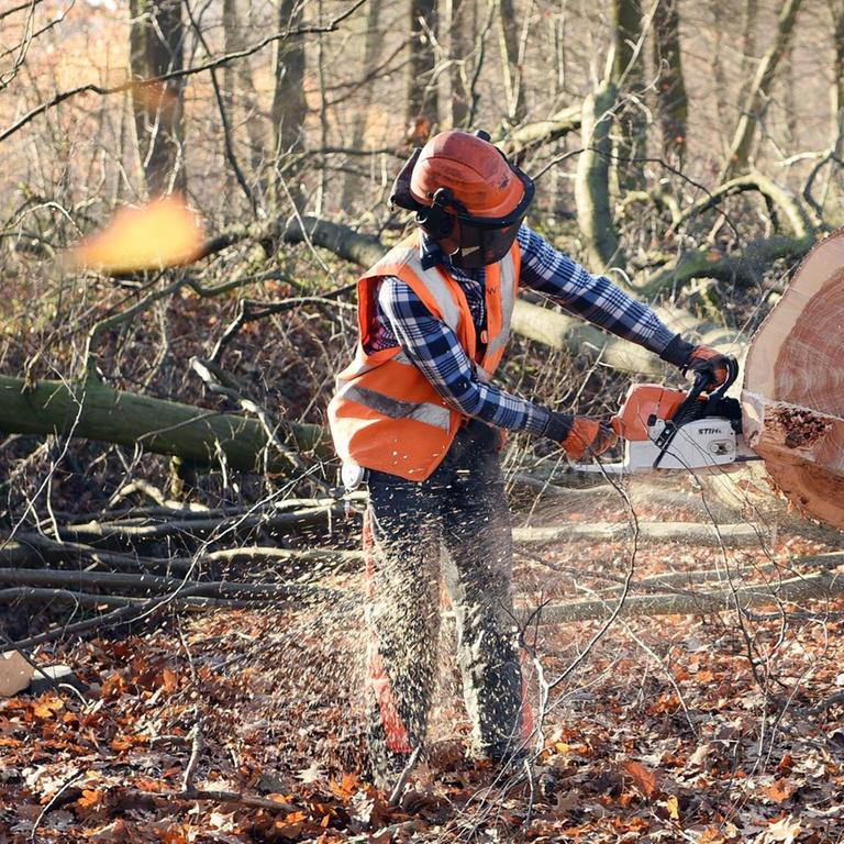 Ein Waldarbeiter fällt im Hambacher Forst in Kerpen (Nordrhein-Westfalen) einen Baum. 