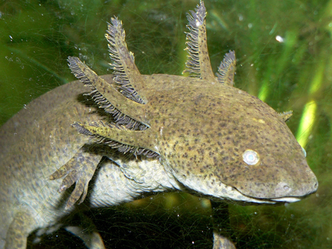 Der Axolotl kommt nur noch in einigen Seen bei Mexiko Stadt vor.