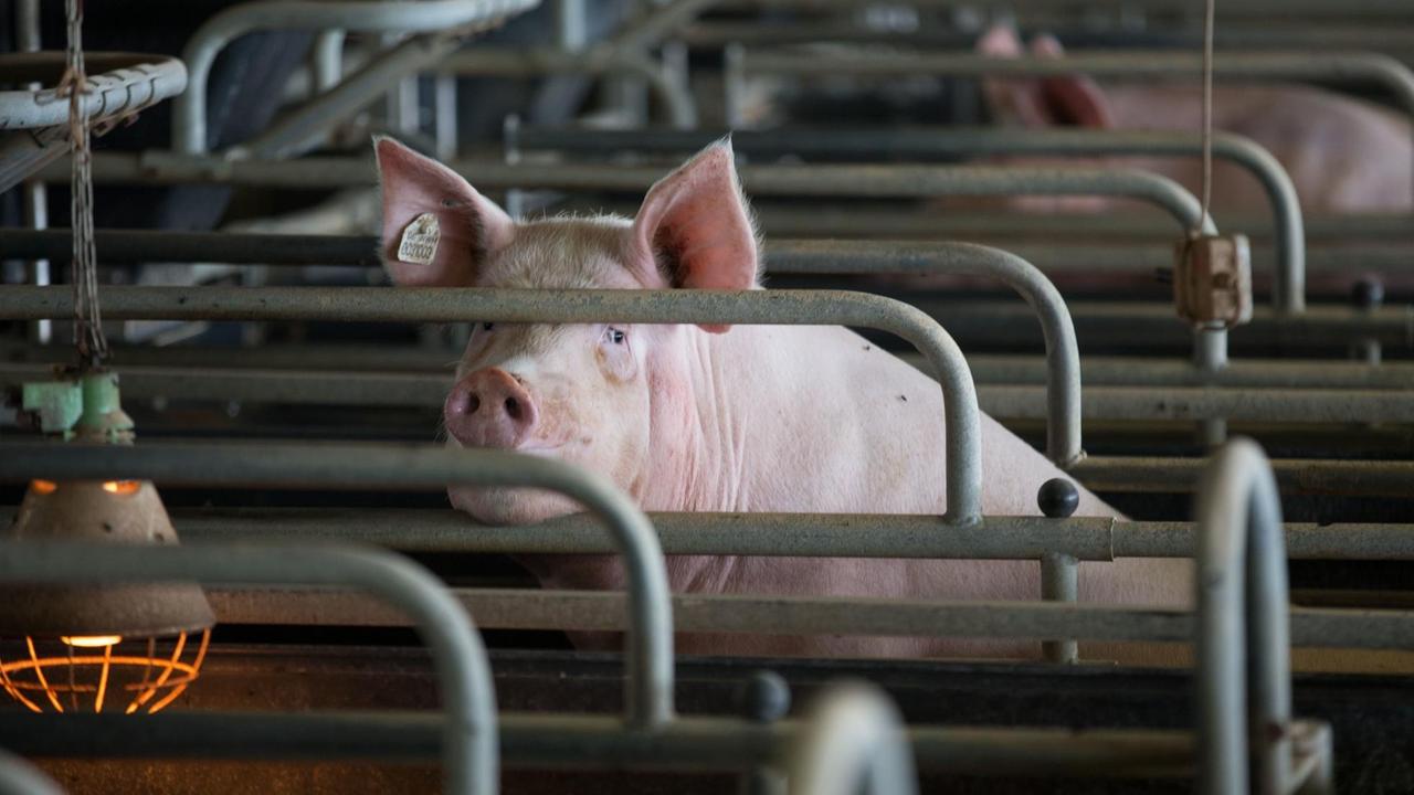 Eine Muttersau steht in einem Stall eines Schweinezuchtbetriebes in Mecklenburg-Vorpommern.