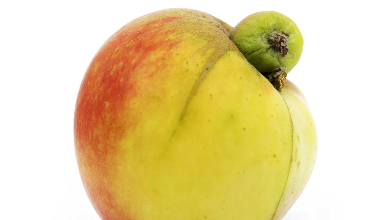 Apfel mit einer natürlichen Mutation. Ein einem Apfel wächst ein zweiter kleinerer Apfel heraus.