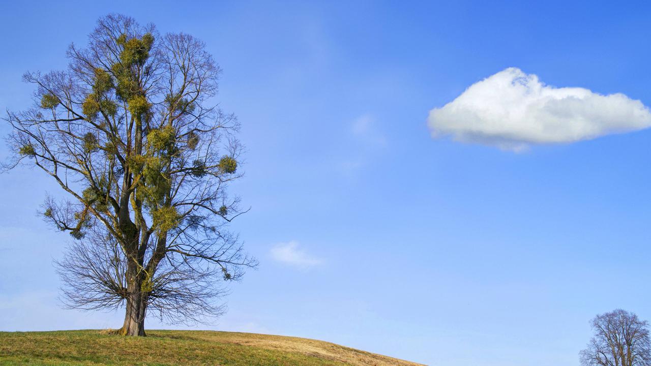 Laubholz-Mistel, Laubholzmistel auf einer Linde im Winter.
