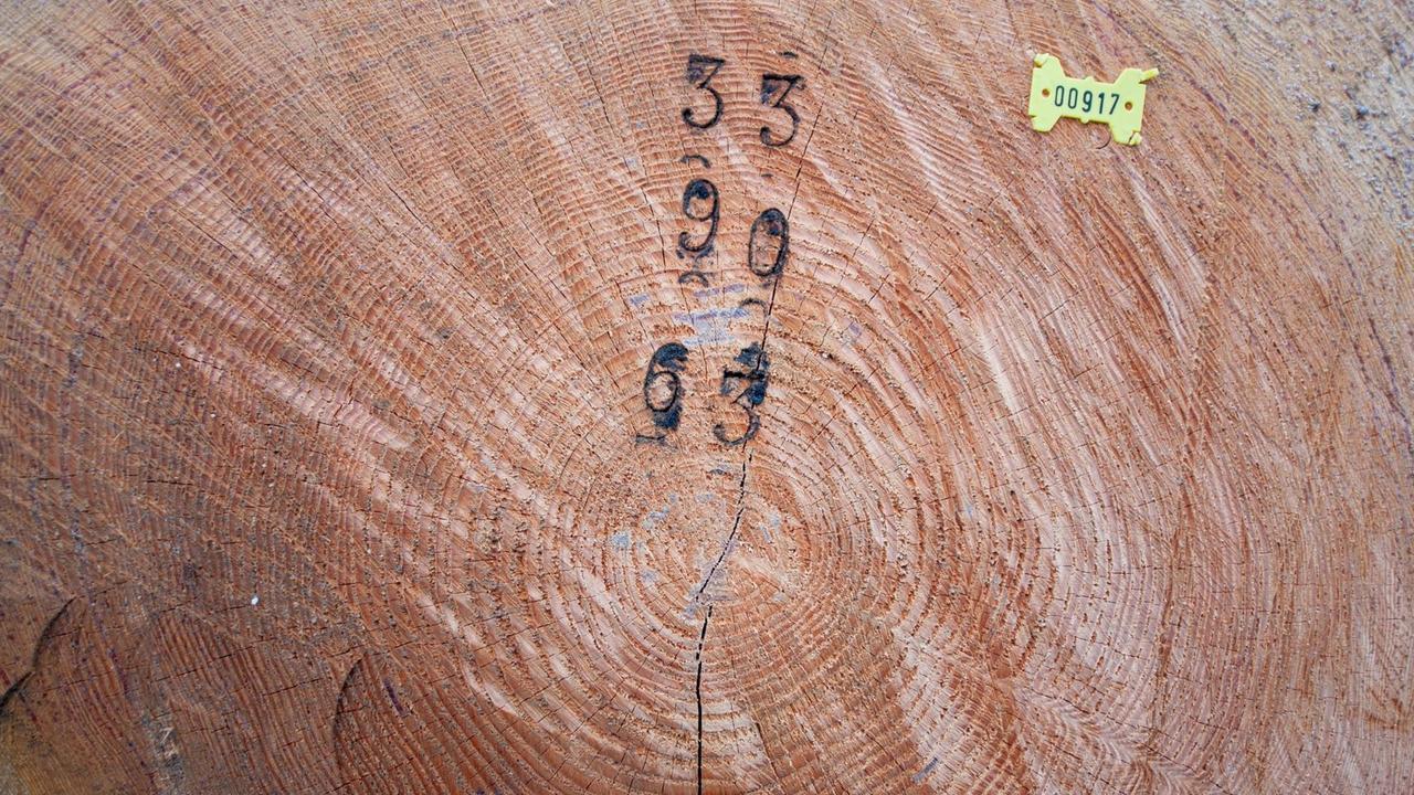 15.02.2017, Niedersachsen, Oerrel: Die Jahresringe sind an einem Holzstamm zu sehen. Knapp 1600 Kubikmeter Holz von wertvollen Nadelbäumen haben die Landesforsten in Niedersachsen versteigert.