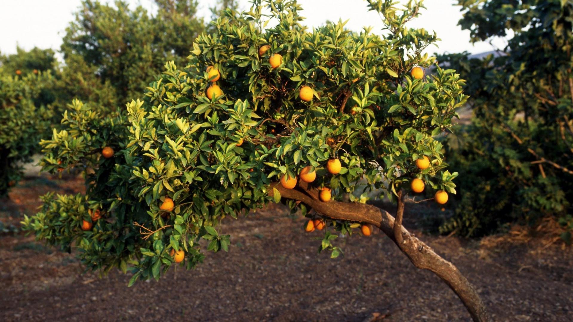 Orangenbaum auf Zypern, aufgenommen 1995.