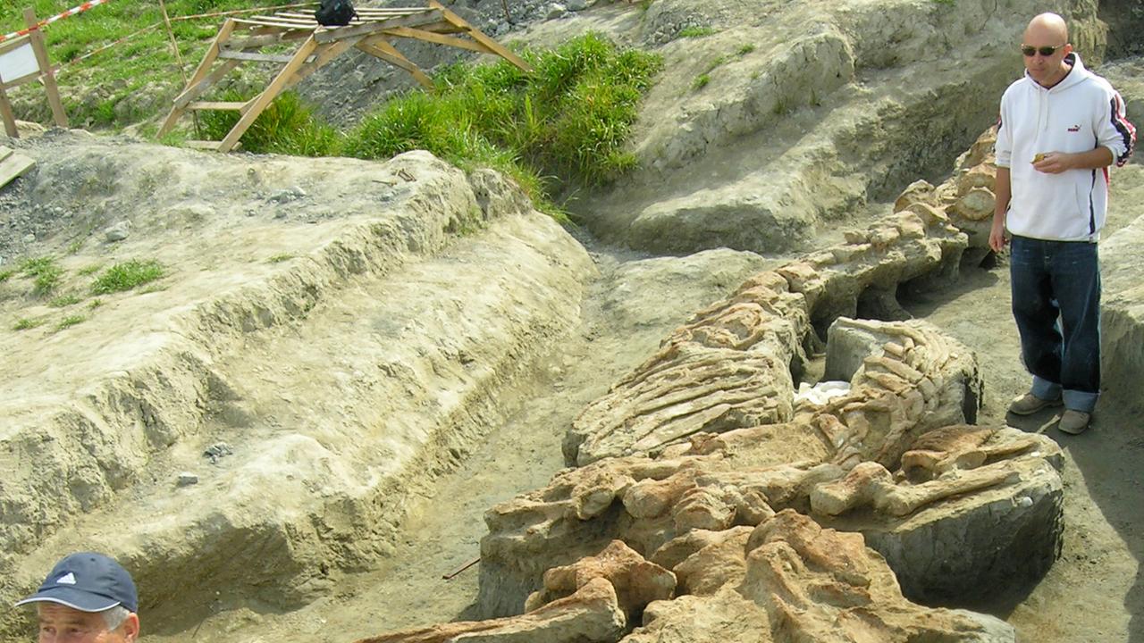 Forscher inspizieren das komplette Skelett eines Wals, das in der Toskana nahe Pisa ausgegraben wurde.