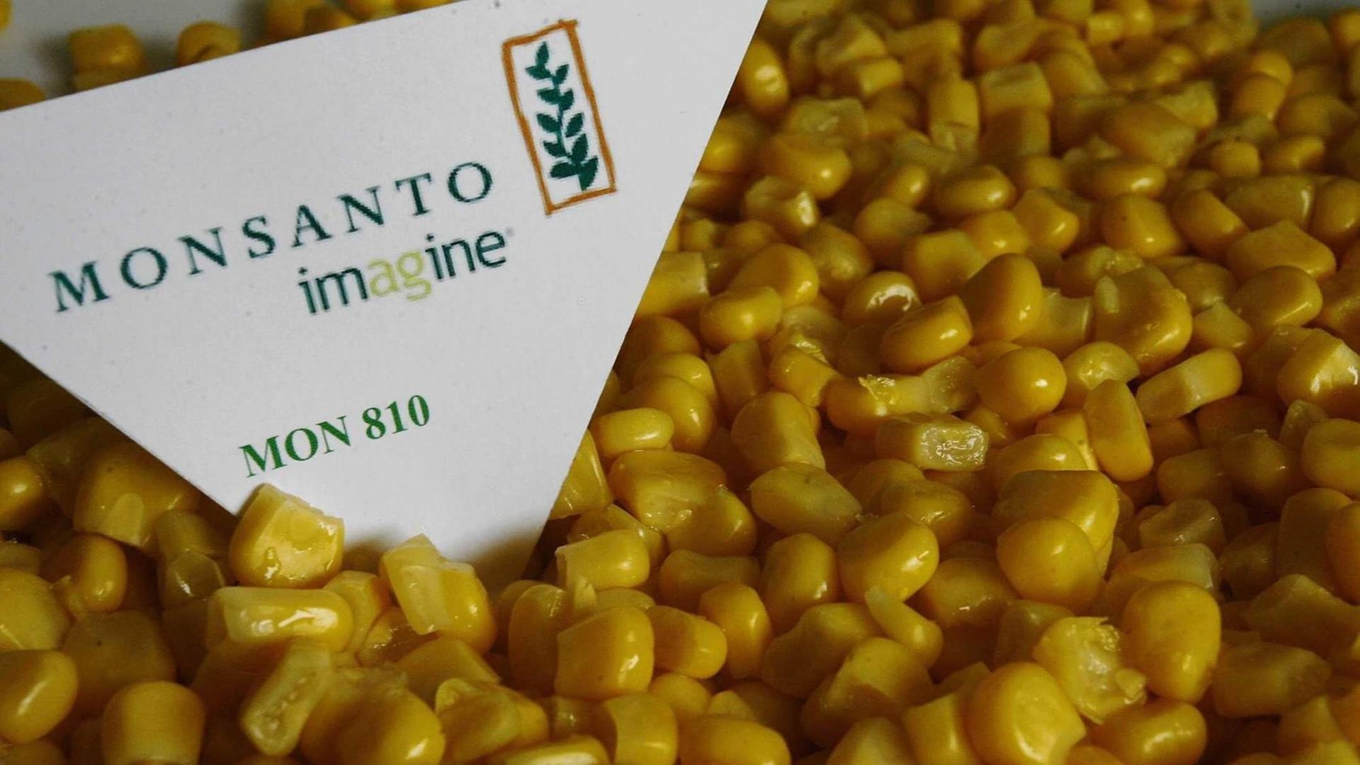 Genmanipulierter Mais der Firma Monsanto, Typ MON810. Genmanipulierter Mais der Firma Monsanto, Typ MON810.