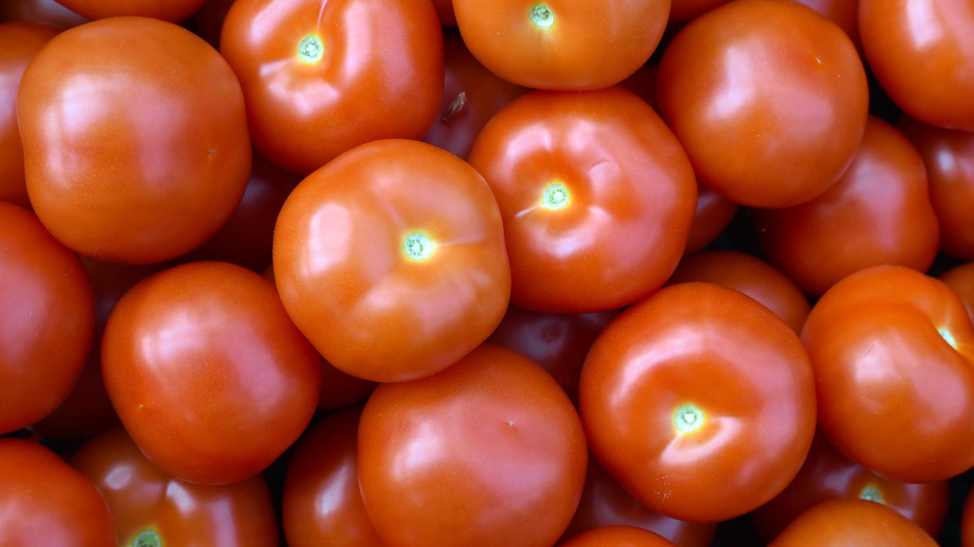 Zu sehen sind viele Tomaten.
