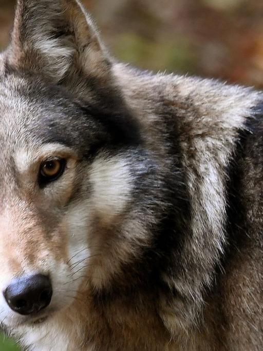 Ein Wolf in Nahaufnahme, das Tier wendet seinen Kopf dem Fotografen zu.