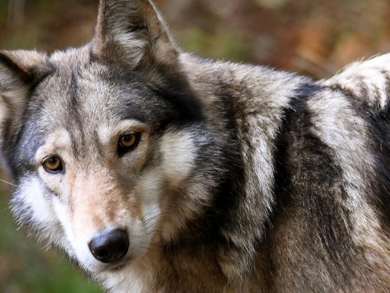 Ein Wolf in Nahaufnahme, das Tier wendet seinen Kopf dem Fotografen zu.