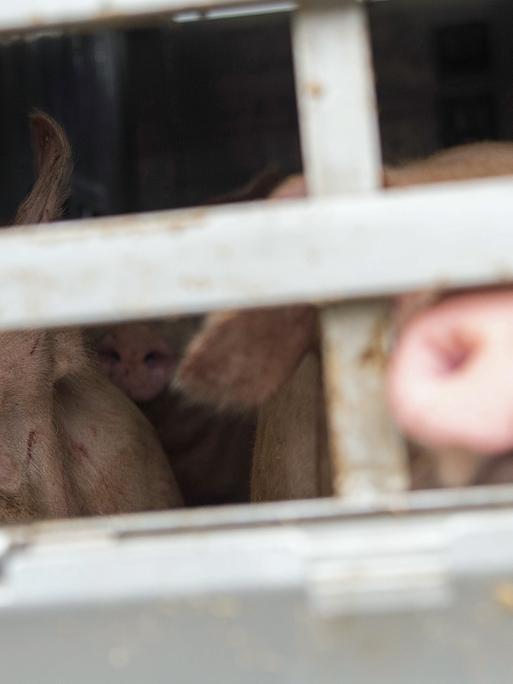 Schweine schaue am 3.5.2018 während einer Schwerpunktkontrolle Tiertransport an der Autobahn A5 in Baden-Württemberg aus einem Tiertransporter.