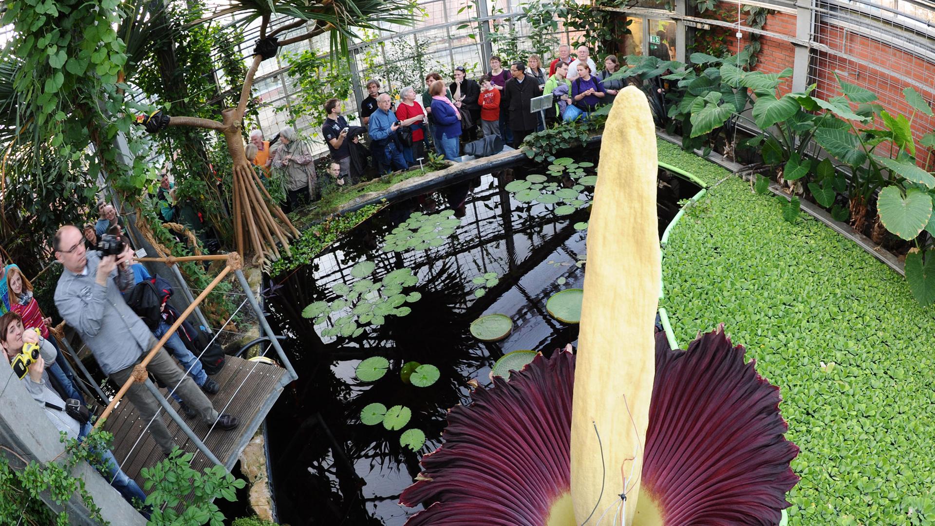Blick auf eine Titanwurzpflanze (Amorphophallus titanum) Blick auf eine Titanwurzpflanze (Amorphophallus titanum)